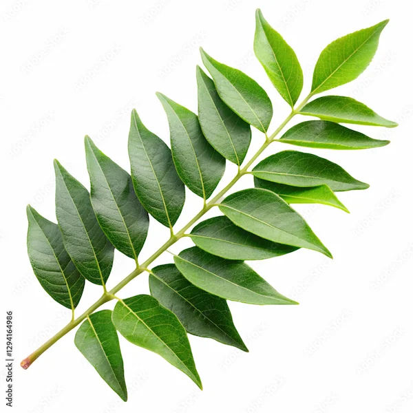 Benefits of Curry Leaves for Health